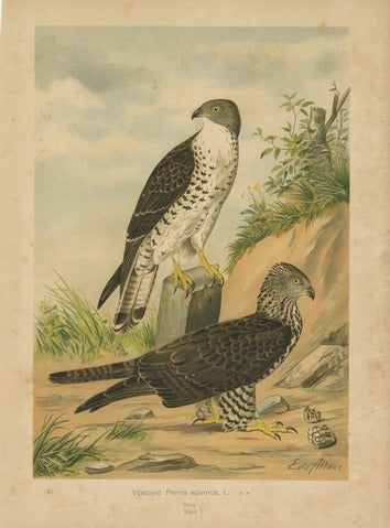 Honey Buzzard, Pl. 25 — de Maes