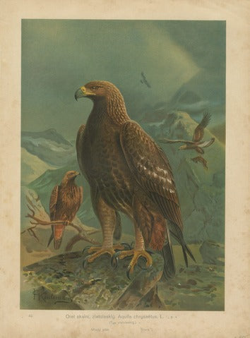 Golden Eagle, Pl. 40 — Keulemans