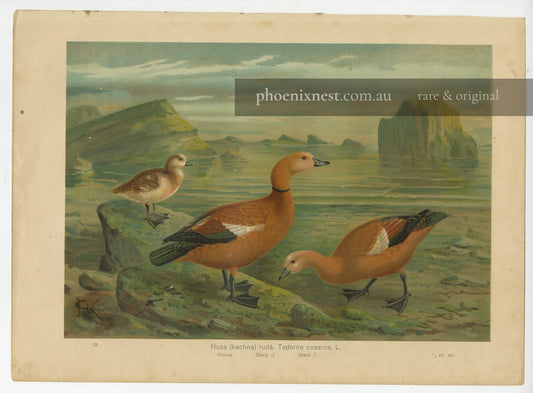Ruddy Shelduck, Pl. 13 — Kouba