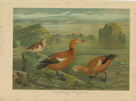 Ruddy Shelduck, Pl. 13 — Kouba
