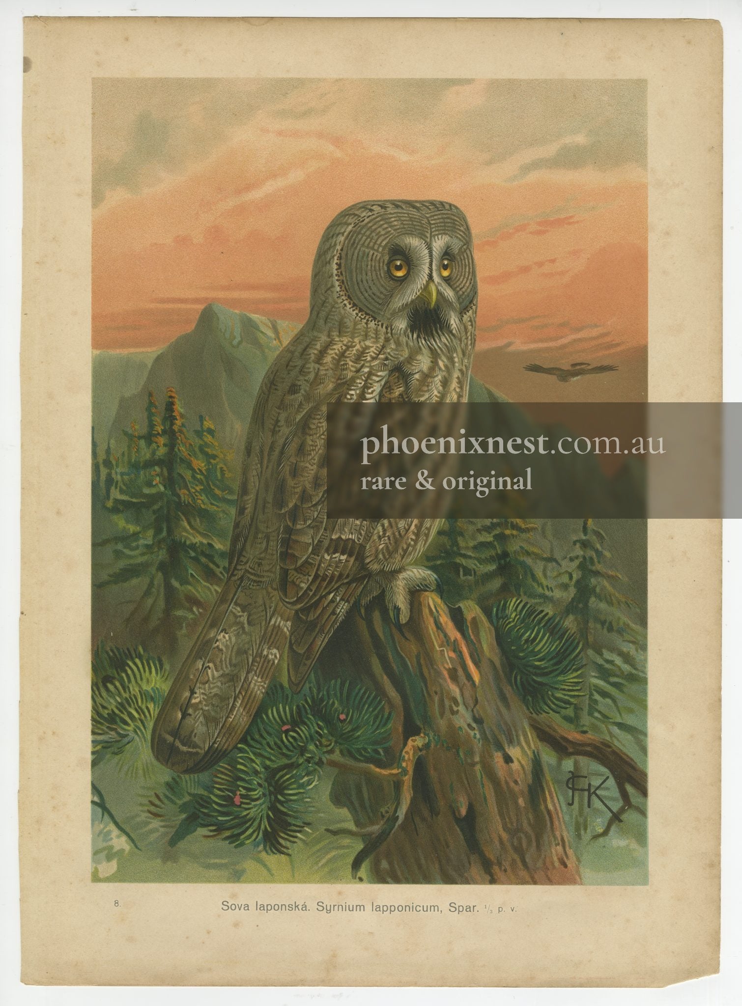 Great Grey Owl, Pl. 8 — Kouba