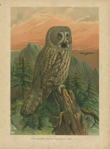 Great Grey Owl, Pl. 8 — Kouba