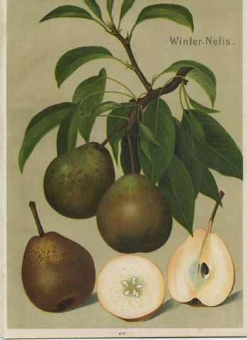 Winter Nelis Pear