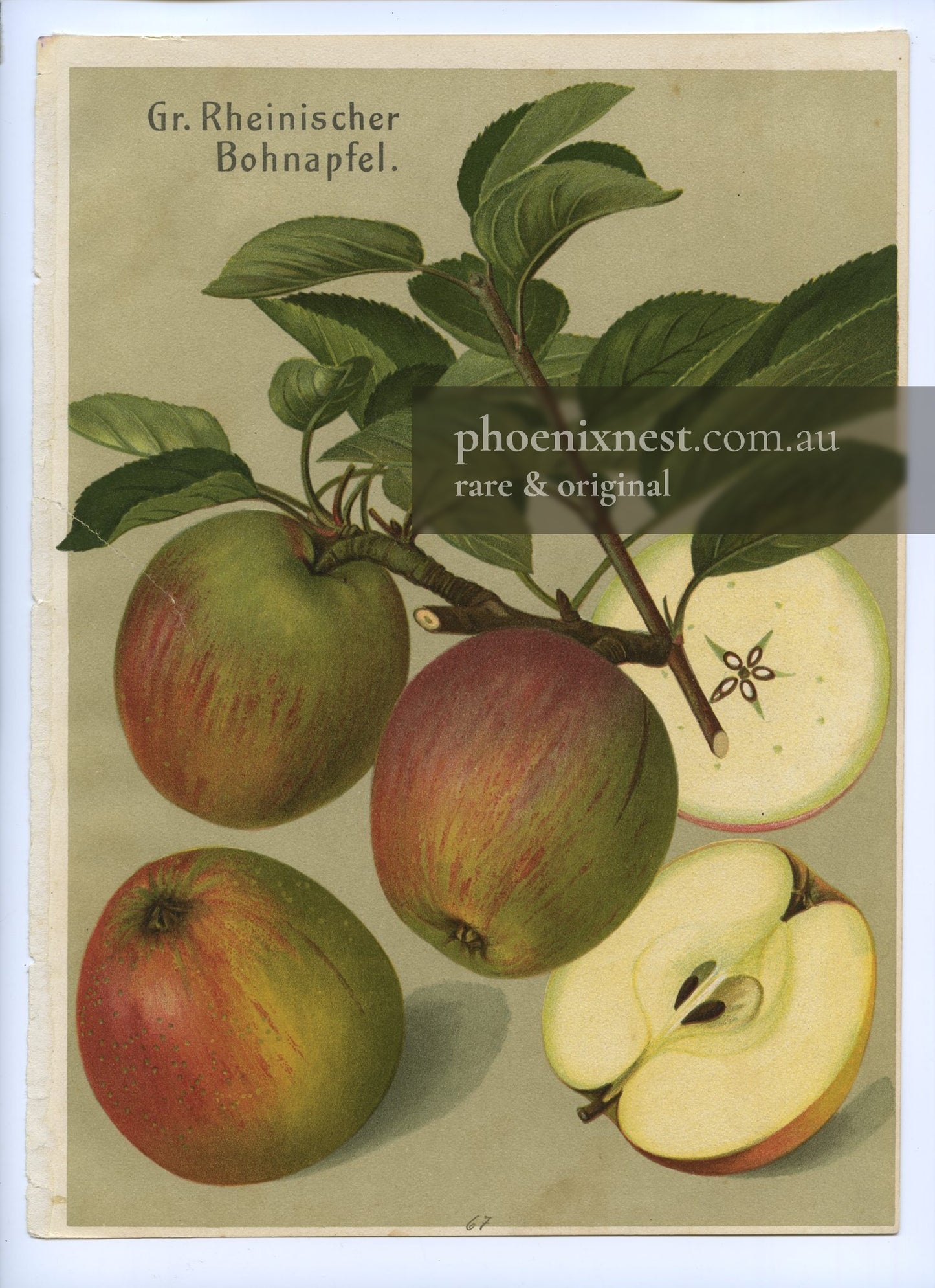 Großer Rheinischer Bohnapfel