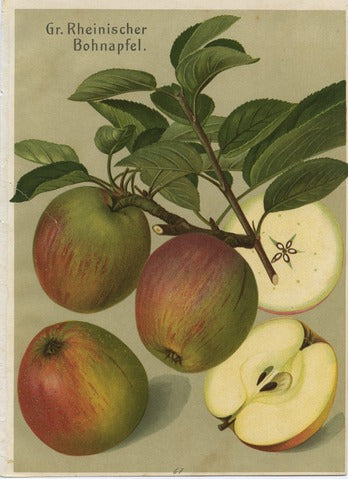 Großer Rheinischer Bohnapfel
