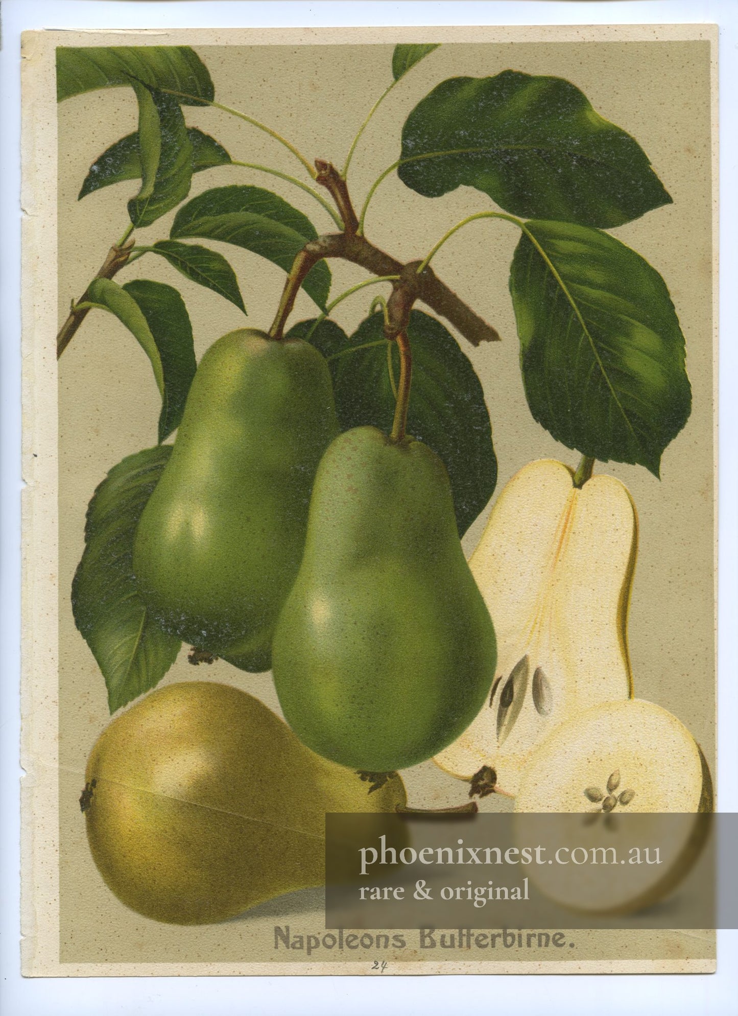 Napoleon's Butter Pear