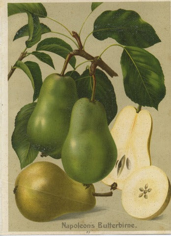 Napoleon's Butter Pear