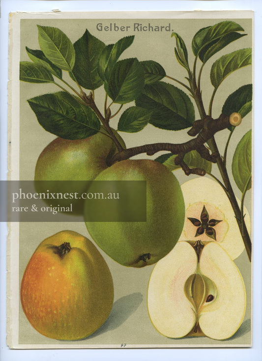 Gelber Richard Apple