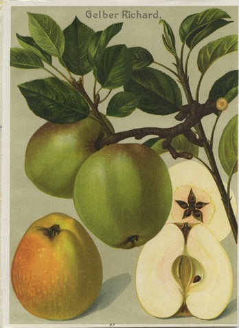 Gelber Richard Apple