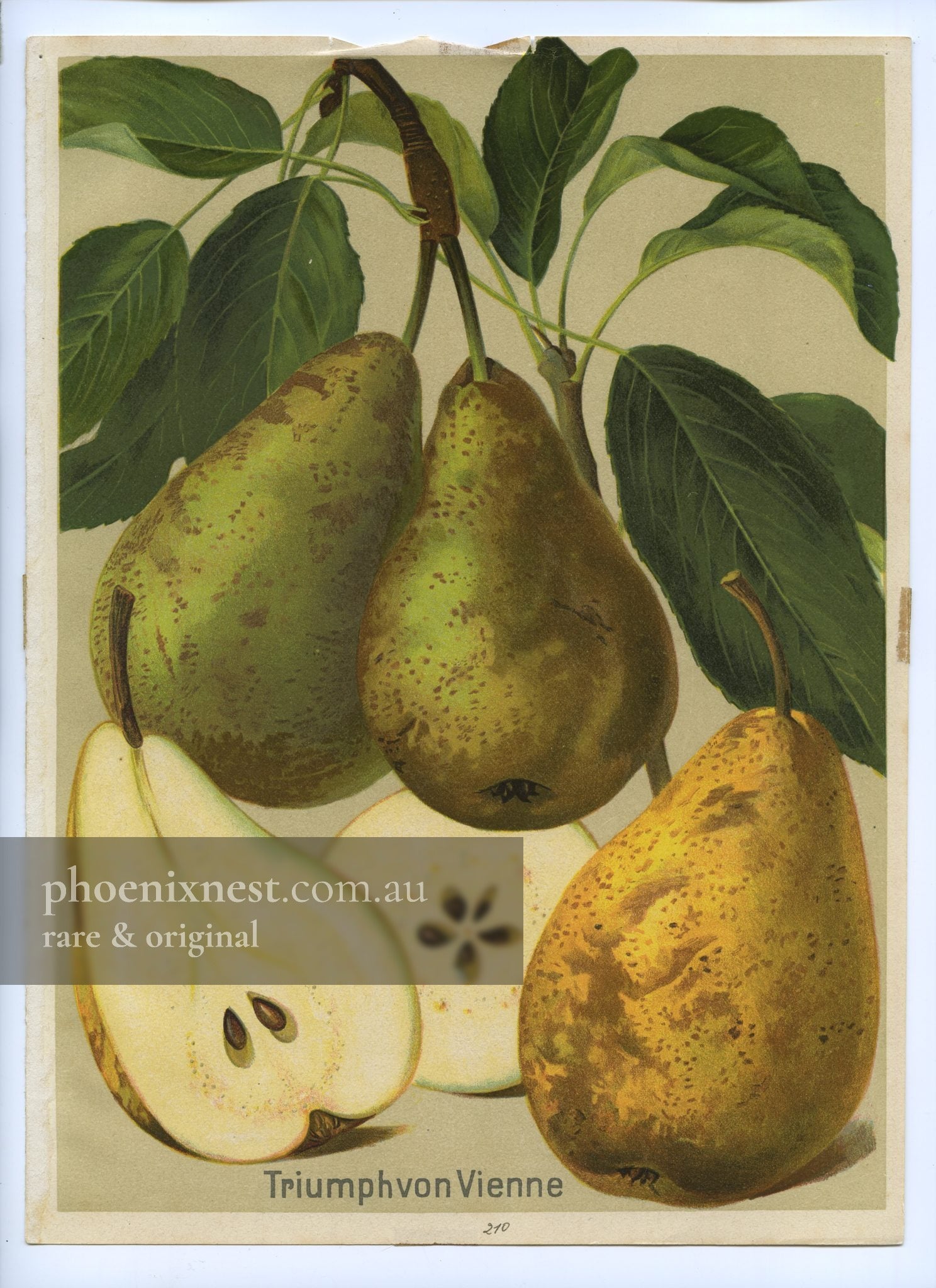 Triumph von Vienne Pear