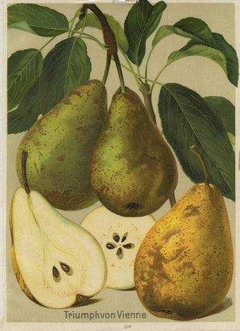 Triumph von Vienne Pear