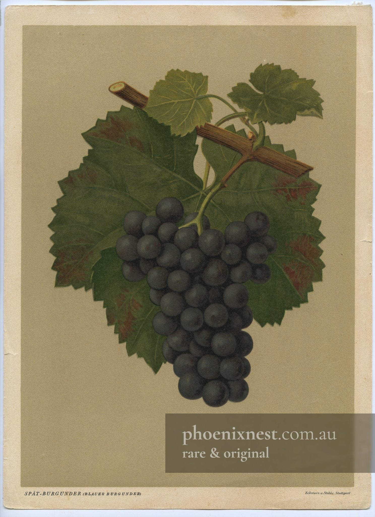 Spätburgunder (Pinot Noir) Grape