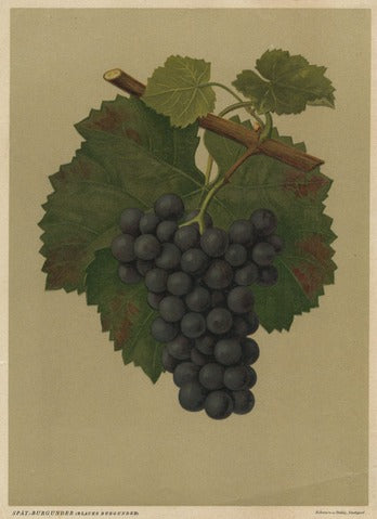 Spätburgunder (Pinot Noir) Grape