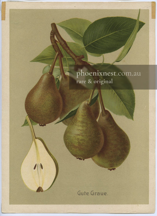 Gute Graue Pear, Pl. 15 — Deutsche Pomologie