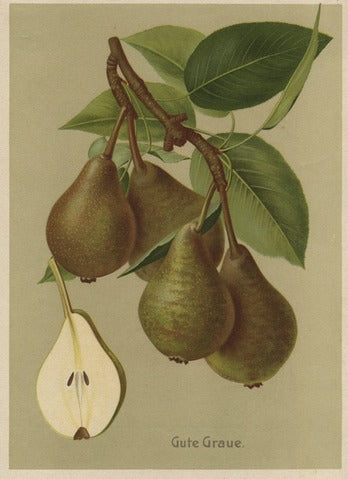 Gute Graue Pear, Pl. 15 — Deutsche Pomologie