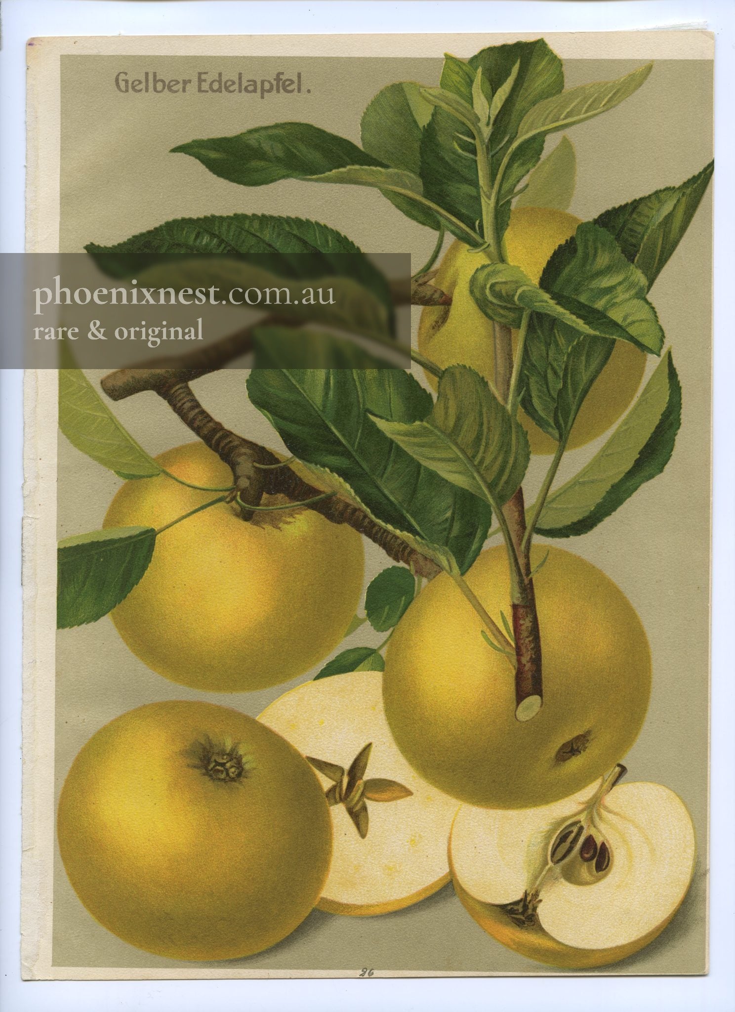 Yellow Noble Apple, Pl. 26 — Deutschlands Obstsorten