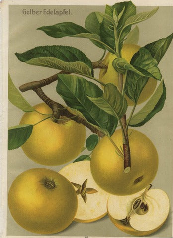 Yellow Noble Apple, Pl. 26 — Deutschlands Obstsorten