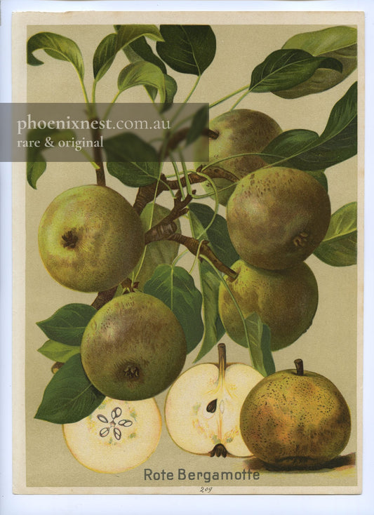 Red Bergamot Pear, Pl. 209 — Deutschlands Obstsorten