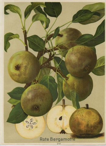 Red Bergamot Pear, Pl. 209 — Deutschlands Obstsorten