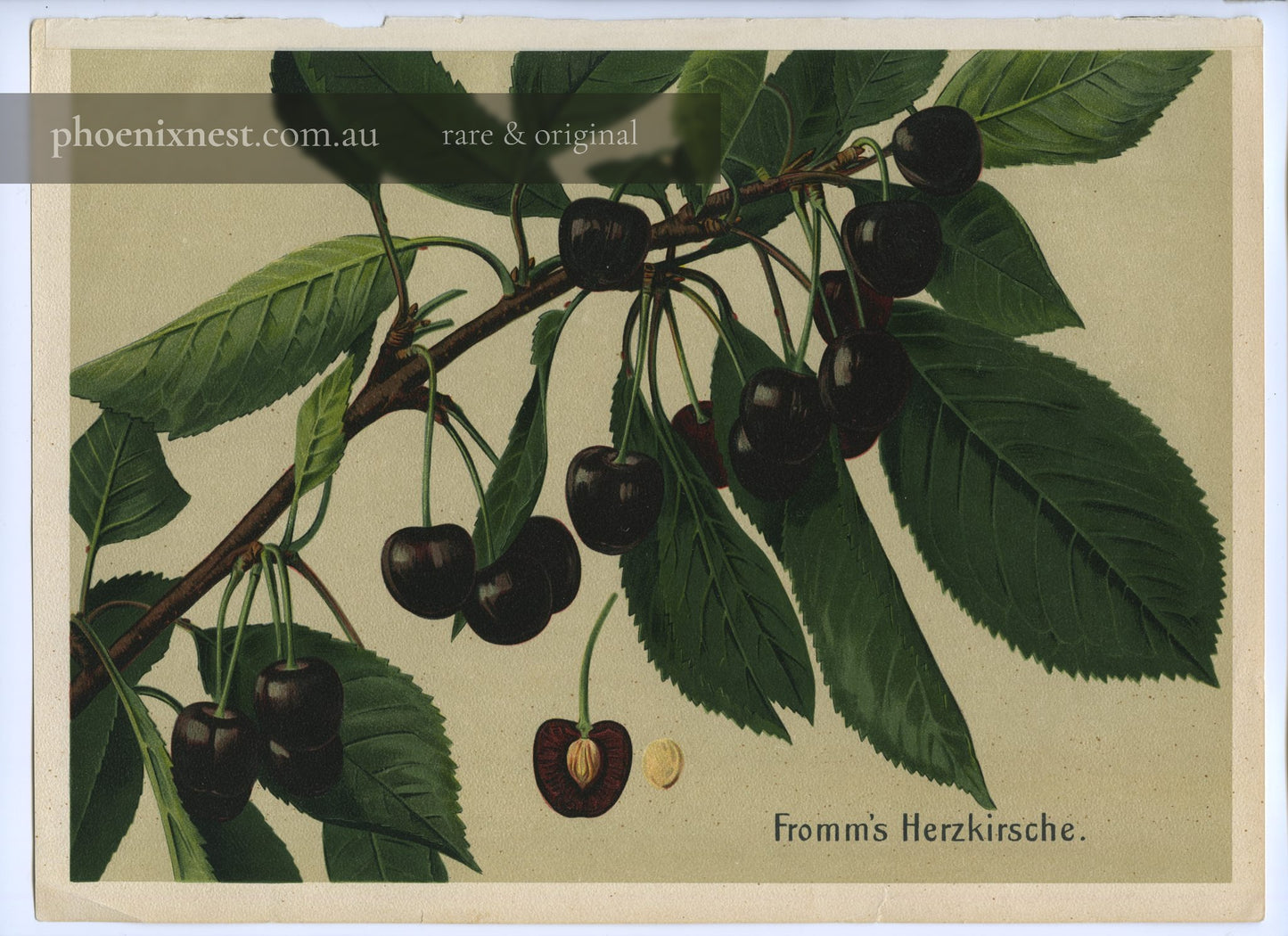 Fromm's Heart Cherry — Deutschlands Obstsorten
