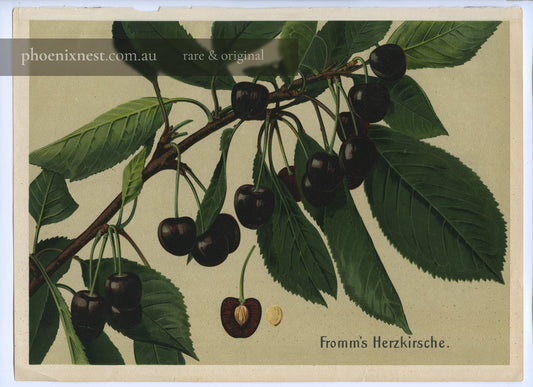 Fromm's Heart Cherry — Deutschlands Obstsorten