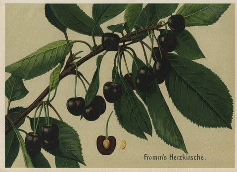Fromm's Heart Cherry — Deutschlands Obstsorten