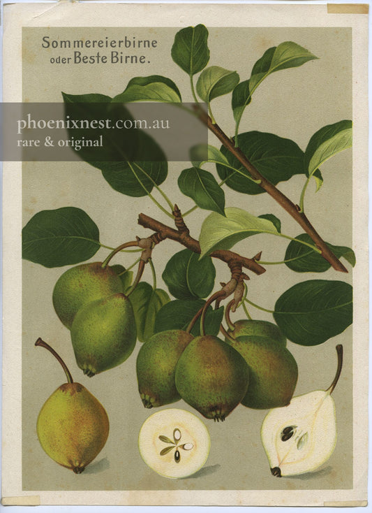 Summer Egg Pear — German School