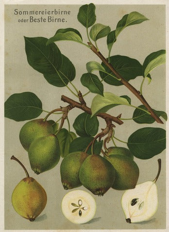 Summer Egg Pear — German School
