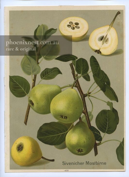 Sivenich Cider Pear, Pl. 156 — Deutschlands Obstsorten
