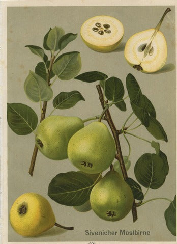 Sivenich Cider Pear, Pl. 156 — Deutschlands Obstsorten