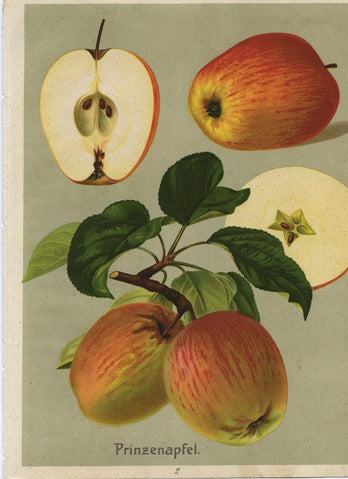 Prinzenapfel, Pl. 2 — Deutschlands Obstsorten