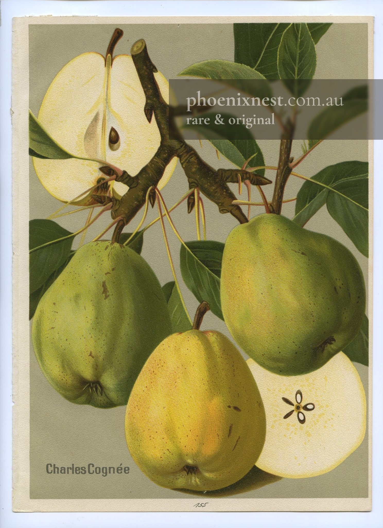 Charles Cognée Pear, Pl. 155 — Album de Pomologie