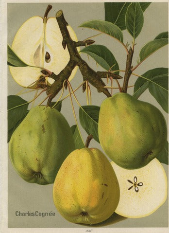 Charles Cognée Pear, Pl. 155 — Album de Pomologie