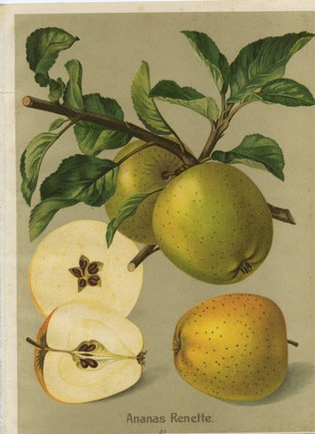 Ananas Renette, Pl. 87 — Deutschlands Obstsorten