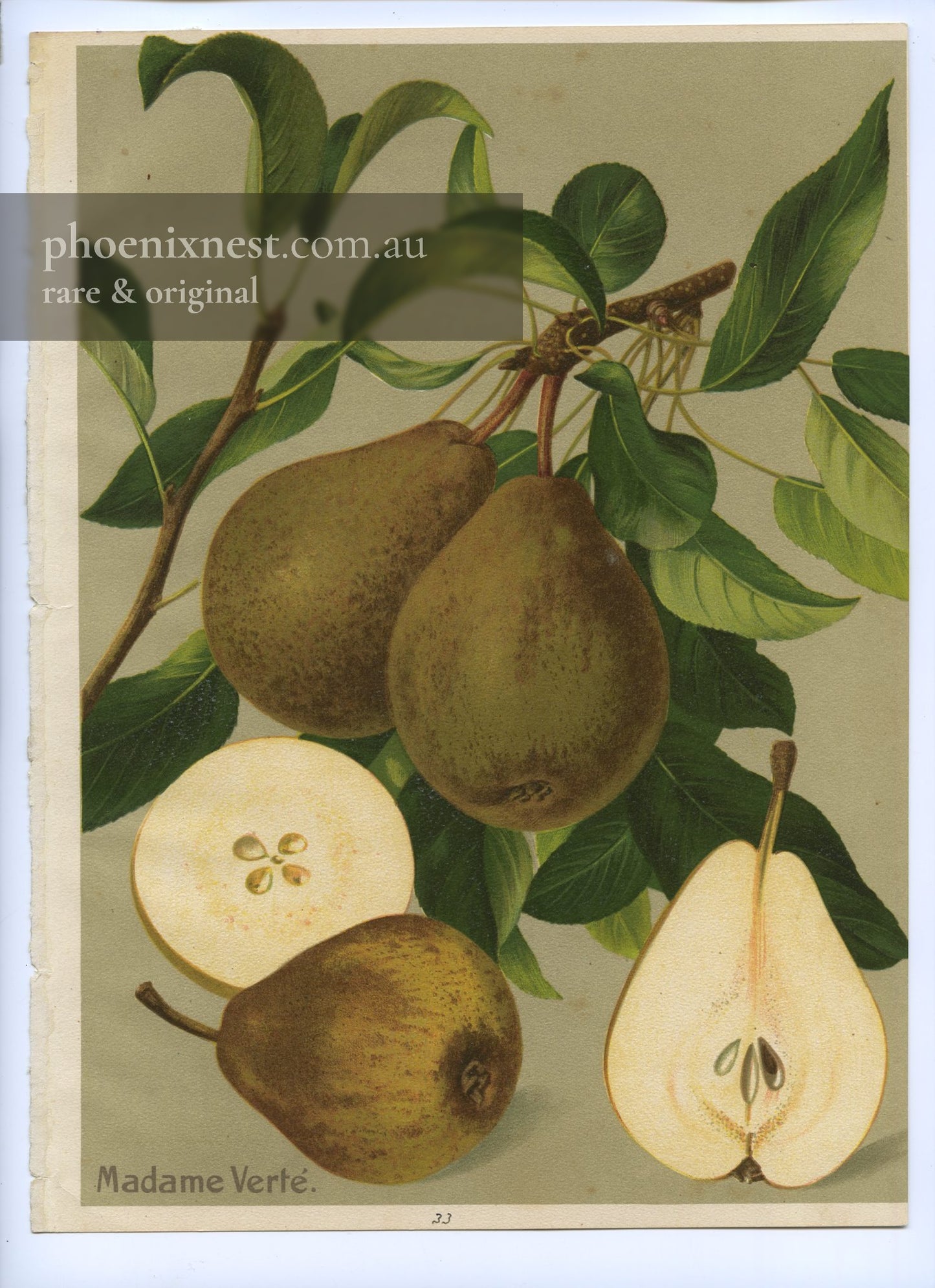 Madame Verté Pear, Pl. 33 — Album Vilmorin