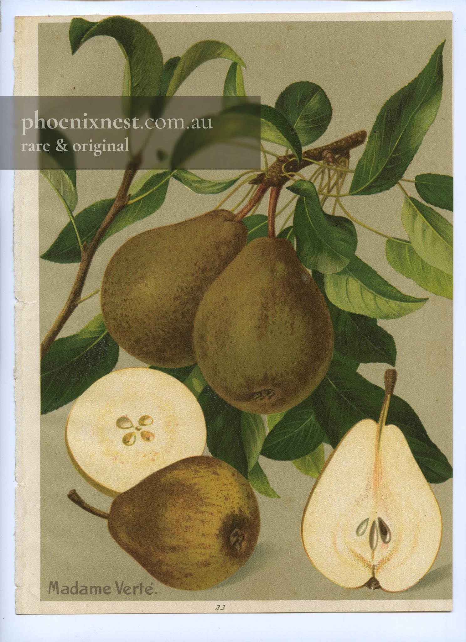 Madame Verté Pear, Pl. 33 — Album Vilmorin