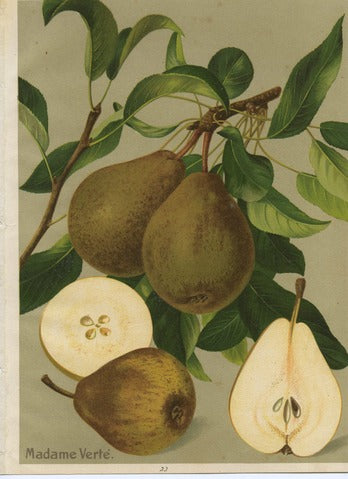 Madame Verté Pear, Pl. 33 — Album Vilmorin