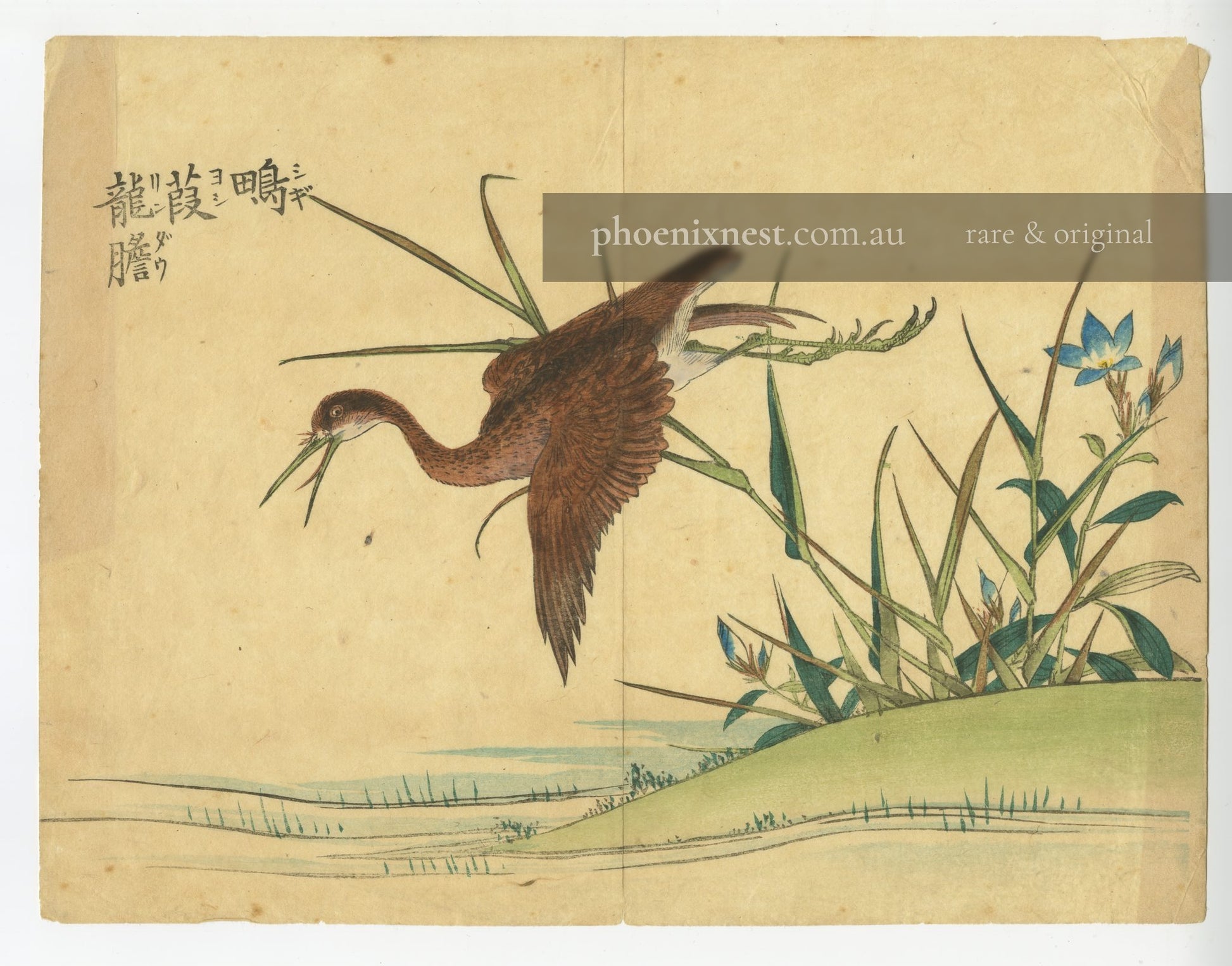 Water Rail in Flight with Blue Flowers