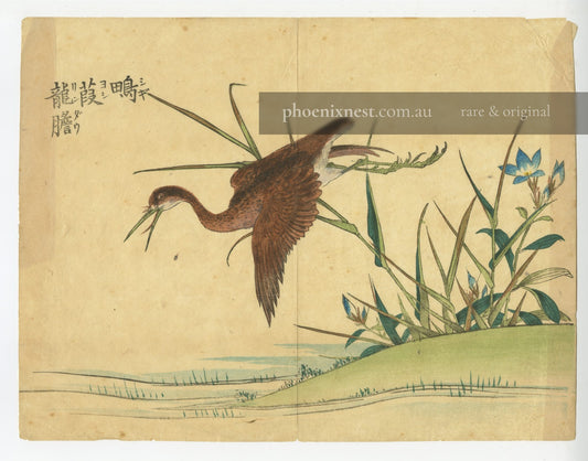 Water Rail in Flight with Blue Flowers