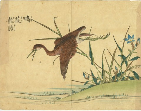 Water Rail in Flight with Blue Flowers