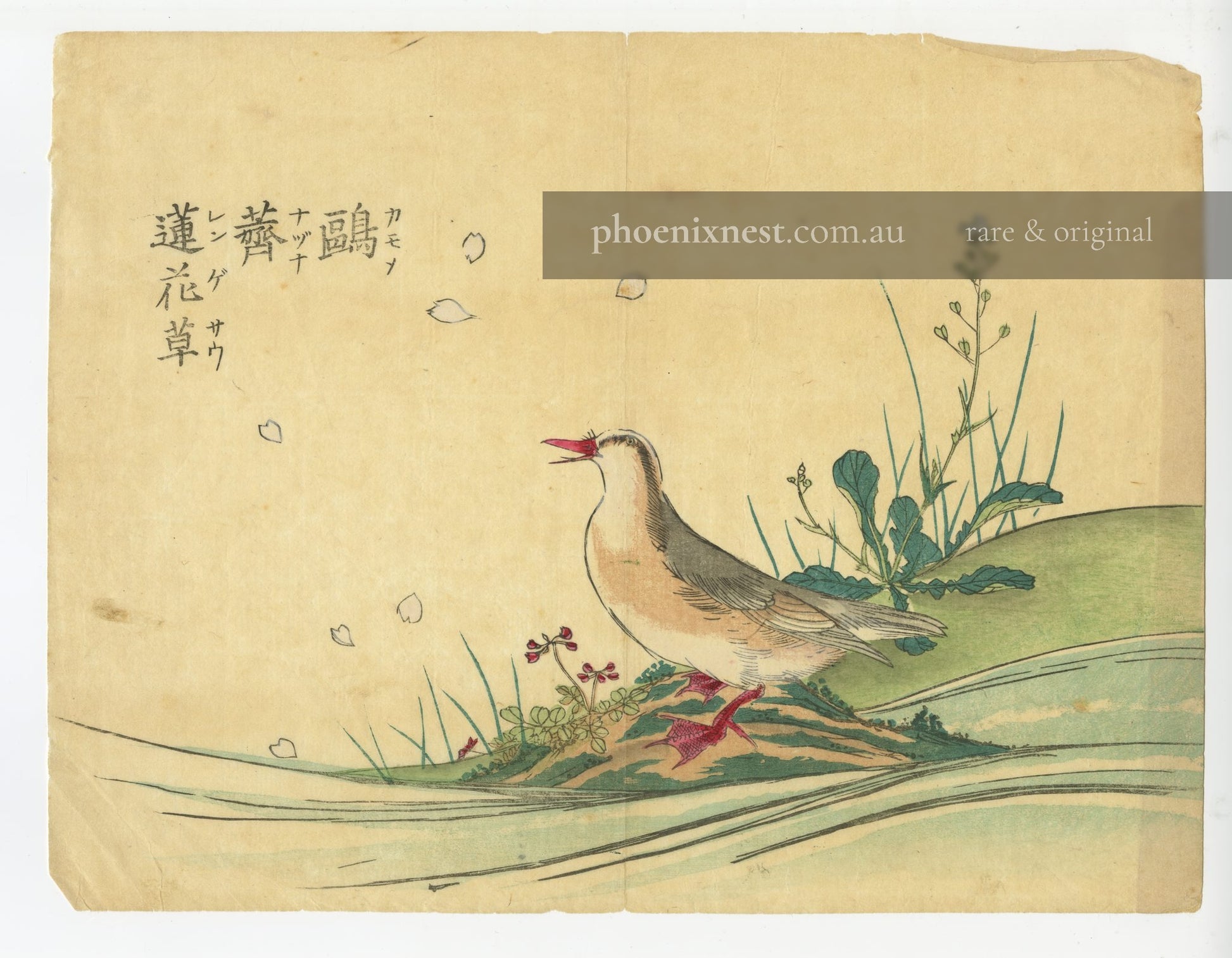 Quail and Chinese Milk Vetch