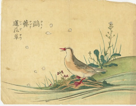Quail and Chinese Milk Vetch