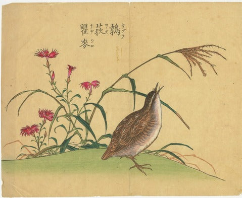 Quail and Dianthus (Uzura to Nadeshiko)
