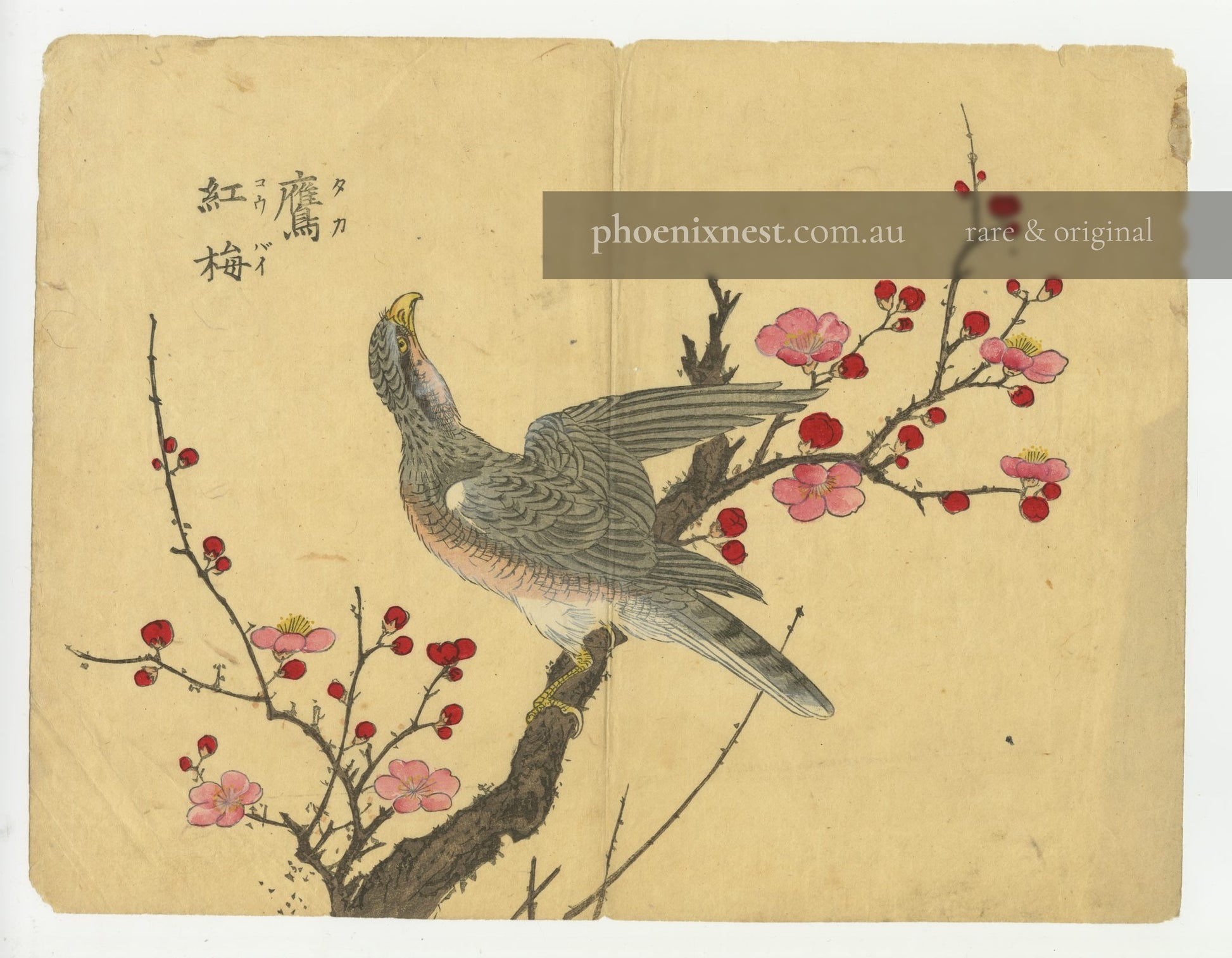 Hawk on Red Plum