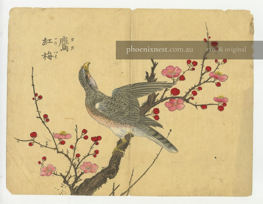Hawk on Red Plum