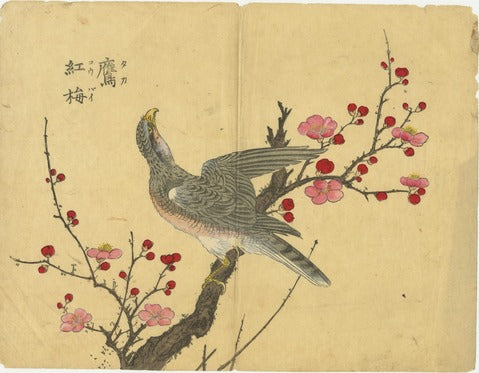 Hawk on Red Plum