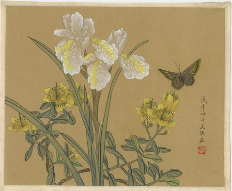 Irises, St. John's Wort, and Butterfly